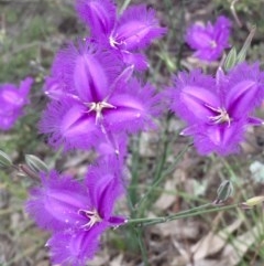 Thysanotus tuberosus subsp. tuberosus (Common Fringe-lily) at Kambah, ACT - 22 Nov 2020 by CathyKatie
