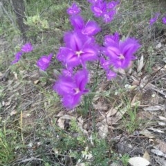 Thysanotus tuberosus subsp. tuberosus at Kambah, ACT - 22 Nov 2020