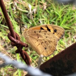 Heteronympha merope at Holt, ACT - 21 Nov 2020