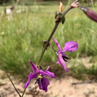 Arthropodium fimbriatum (Nodding Chocolate Lily) at Holt, ACT - 21 Nov 2020 by KMcCue