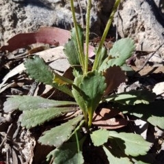 Brachyscome spathulata at Tuggeranong DC, ACT - 15 Nov 2020