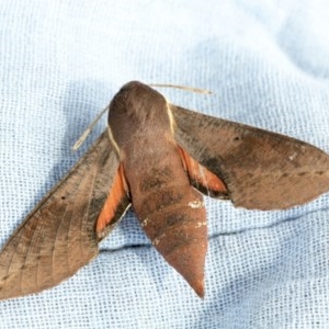 Hippotion scrofa at Higgins, ACT - 22 Nov 2020