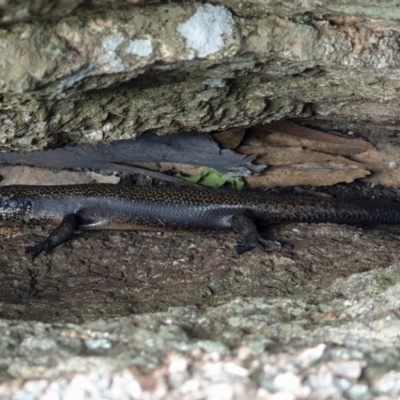 Egernia saxatilis (Black Rock Skink) at Booth, ACT - 21 Nov 2020 by nmcphan