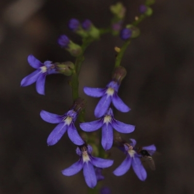 Lobelia browniana at Downer, ACT - 22 Nov 2020 by melanoxylon