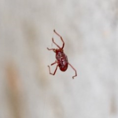 Rainbowia sp. (genus) (A mite) at Hawker, ACT - 19 Nov 2020 by AlisonMilton