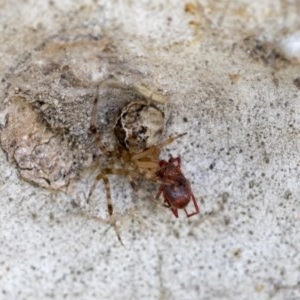 Rainbowia sp. (genus) at Hawker, ACT - 20 Nov 2020