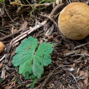 zz puffball at Downer, ACT - 8 Nov 2020