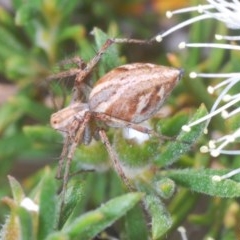 Oxyopes sp. (genus) (Lynx spider) at Mount Jerrabomberra QP - 20 Nov 2020 by Harrisi