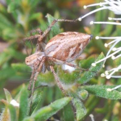 Oxyopes sp. (genus) (Lynx spider) at Karabar, NSW - 21 Nov 2020 by Harrisi