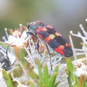 Castiarina sexplagiata at Karabar, NSW - 21 Nov 2020