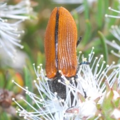 Castiarina rufipennis at Karabar, NSW - 21 Nov 2020 12:09 AM