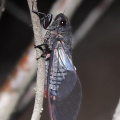 Yoyetta denisoni (Black Firetail Cicada) at Acton, ACT - 21 Nov 2020 by TimL