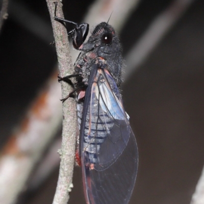 Yoyetta denisoni (Black Firetail Cicada) at ANBG - 21 Nov 2020 by TimL