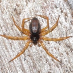 Euryopis umbilicata (Striped tick spider) at ANBG - 17 Nov 2020 by TimL