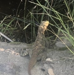 Intellagama lesueurii howittii (Gippsland Water Dragon) at Boro, NSW - 19 Nov 2020 by mcleana