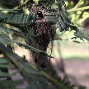 Galanga labeculata at Lower Boro, NSW - 22 Nov 2020