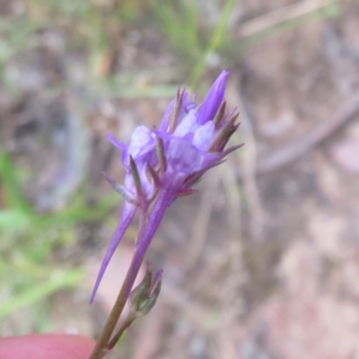 Linaria pelisseriana (Pelisser's Toadflax) at Bellmount Forest, NSW - 21 Nov 2020 by Christine