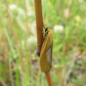 Eulechria electrodes at Bellmount Forest, NSW - 21 Nov 2020 10:16 PM