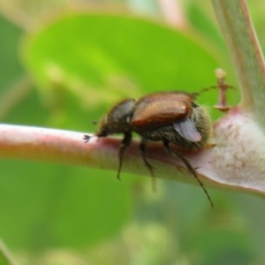 Melolonthinae sp. (subfamily) at Bellmount Forest, NSW - 21 Nov 2020