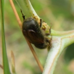 Melolonthinae sp. (subfamily) at Bellmount Forest, NSW - 21 Nov 2020