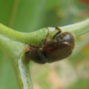 Melolonthinae sp. (subfamily) at Bellmount Forest, NSW - 21 Nov 2020