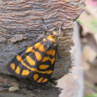 Asura lydia (Lydia Lichen Moth) at Bellmount Forest, NSW - 21 Nov 2020 by Christine