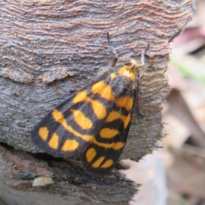 Asura lydia at Bellmount Forest, NSW - 21 Nov 2020 08:31 PM