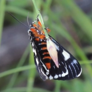 Phalaenoides glycinae at Conder, ACT - 20 Oct 2020