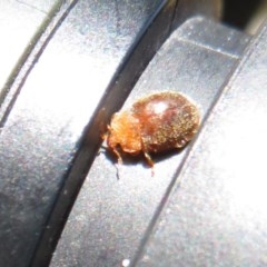 Coccinellidae (family) (Unidentified lady beetle) at Symonston, ACT - 20 Nov 2020 by Christine