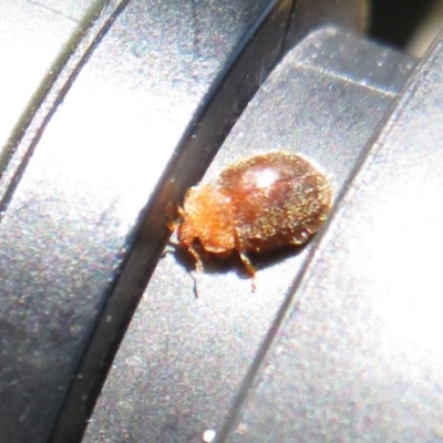 Coccinellidae (family) (Unidentified lady beetle) at Symonston, ACT - 19 Nov 2020 by Christine