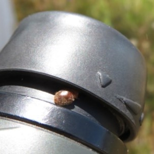 Coccinellidae (family) at Symonston, ACT - 20 Nov 2020