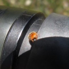 Coccinellidae (family) at Symonston, ACT - 20 Nov 2020