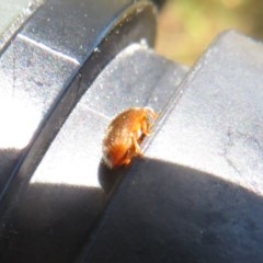 Coccinellidae (family) at Symonston, ACT - 20 Nov 2020