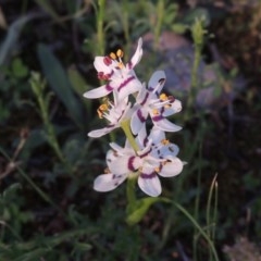 Wurmbea dioica subsp. dioica (Early Nancy) at Conder, ACT - 20 Oct 2020 by MichaelBedingfield