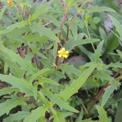 Sigesbeckia australiensis (Cobber Weed) at Tuggeranong Hill - 19 Oct 2020 by michaelb