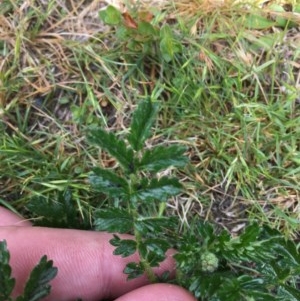 Acaena novae-zelandiae at Wee Jasper, NSW - suppressed