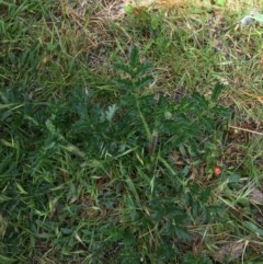 Acaena novae-zelandiae at Wee Jasper, NSW - suppressed