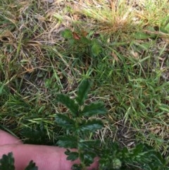 Acaena novae-zelandiae at Wee Jasper, NSW - suppressed