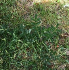 Acaena novae-zelandiae at Wee Jasper, NSW - suppressed