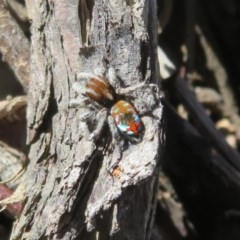 Maratus calcitrans (Kicking peacock spider) at Acton, ACT - 12 Oct 2020 by Christine