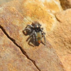 Maratus calcitrans at Acton, ACT - 12 Oct 2020