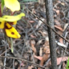 Diuris sulphurea at Wee Jasper, NSW - 22 Nov 2020