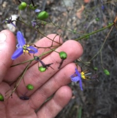 Dianella revoluta var. revoluta (Black-Anther Flax Lily) at Wee Jasper, NSW - 21 Nov 2020 by Tapirlord