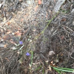 Dianella revoluta var. revoluta at Wee Jasper, NSW - 21 Nov 2020