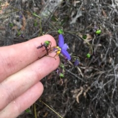 Dianella revoluta var. revoluta at Wee Jasper, NSW - 21 Nov 2020