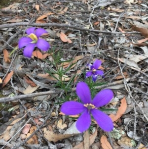 Cheiranthera linearis at Jacka, ACT - 21 Nov 2020