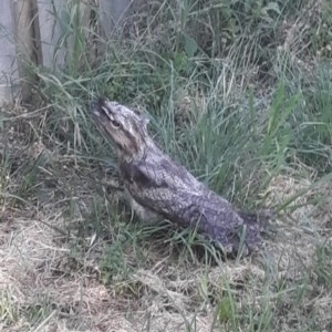 Podargus strigoides at Weetangera, ACT - 20 Nov 2020