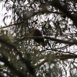 Callocephalon fimbriatum at Mongarlowe, NSW - 22 Nov 2020