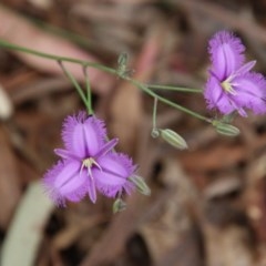 Thysanotus tuberosus subsp. tuberosus (Common Fringe-lily) at Mongarlowe, NSW - 22 Nov 2020 by LisaH