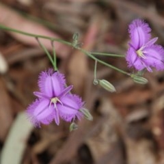 Thysanotus tuberosus subsp. tuberosus (Common Fringe-lily) at Mongarlowe River - 21 Nov 2020 by LisaH